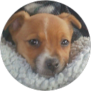 garry dog Ireland profile picture